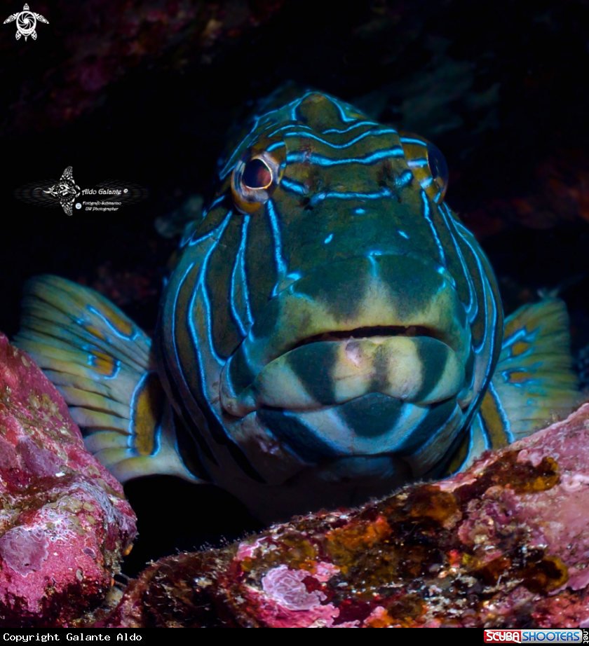 A Giant Hawkfish