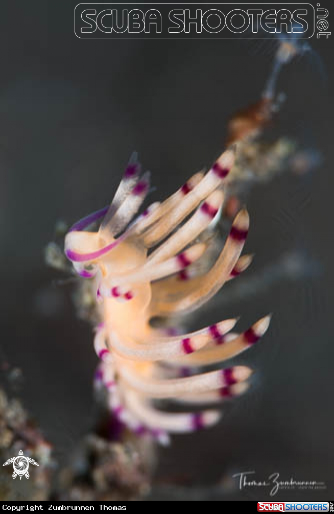 A Nudibranch 