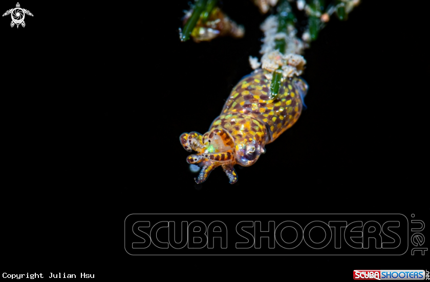 A Pygmy squid