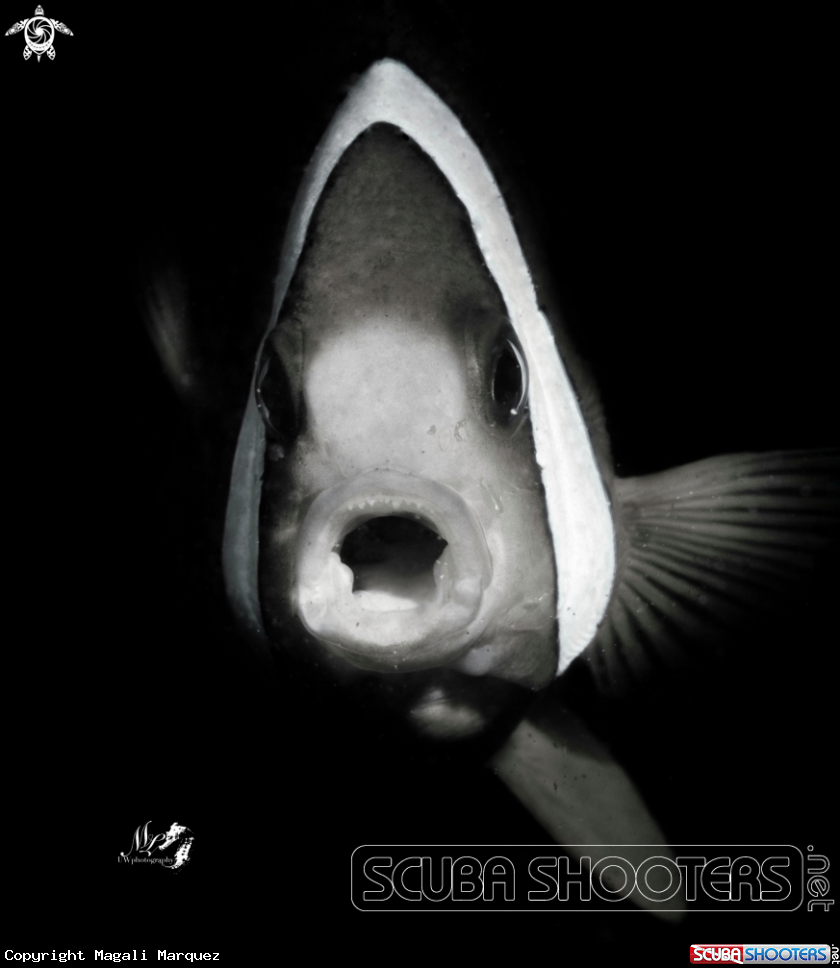 A Clownfish with Retra snoot 