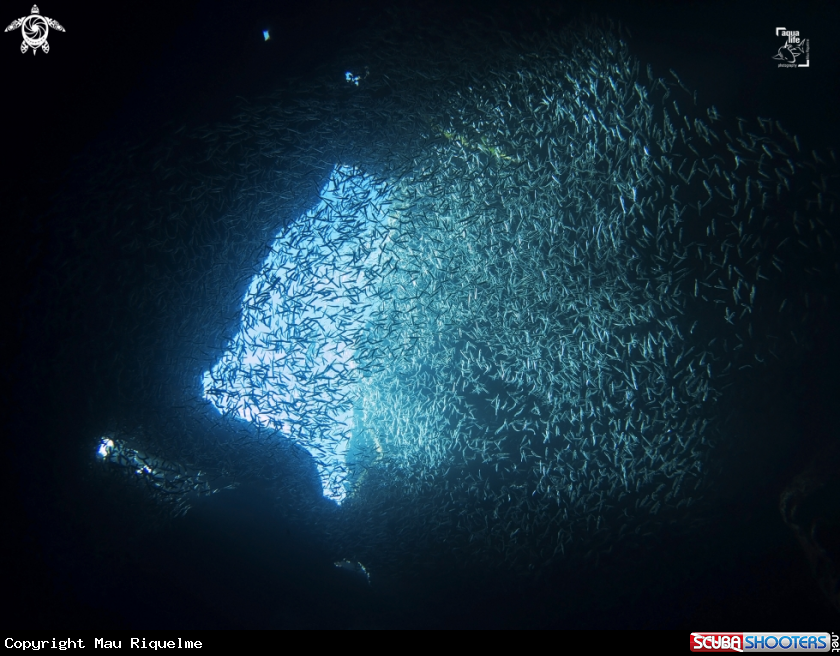 A Silversides