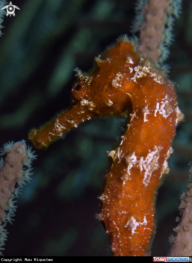A Longsnout Seahorse