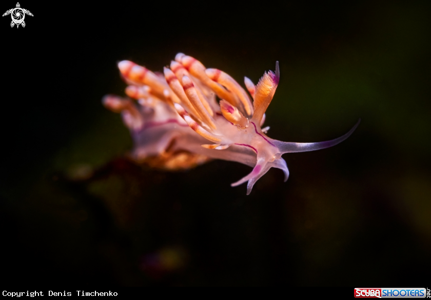 A NUDIBRANCH