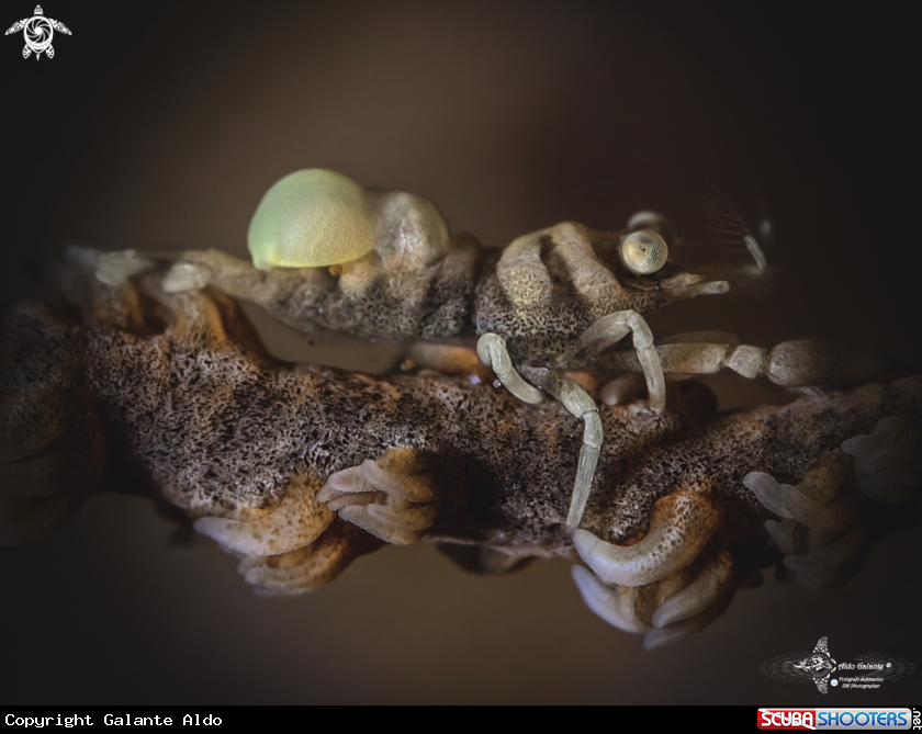 A  Anker's Whip Coral Shrimp and Isopod Parasite