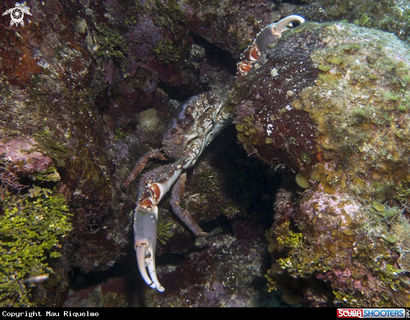 A Channel Clinging Crab