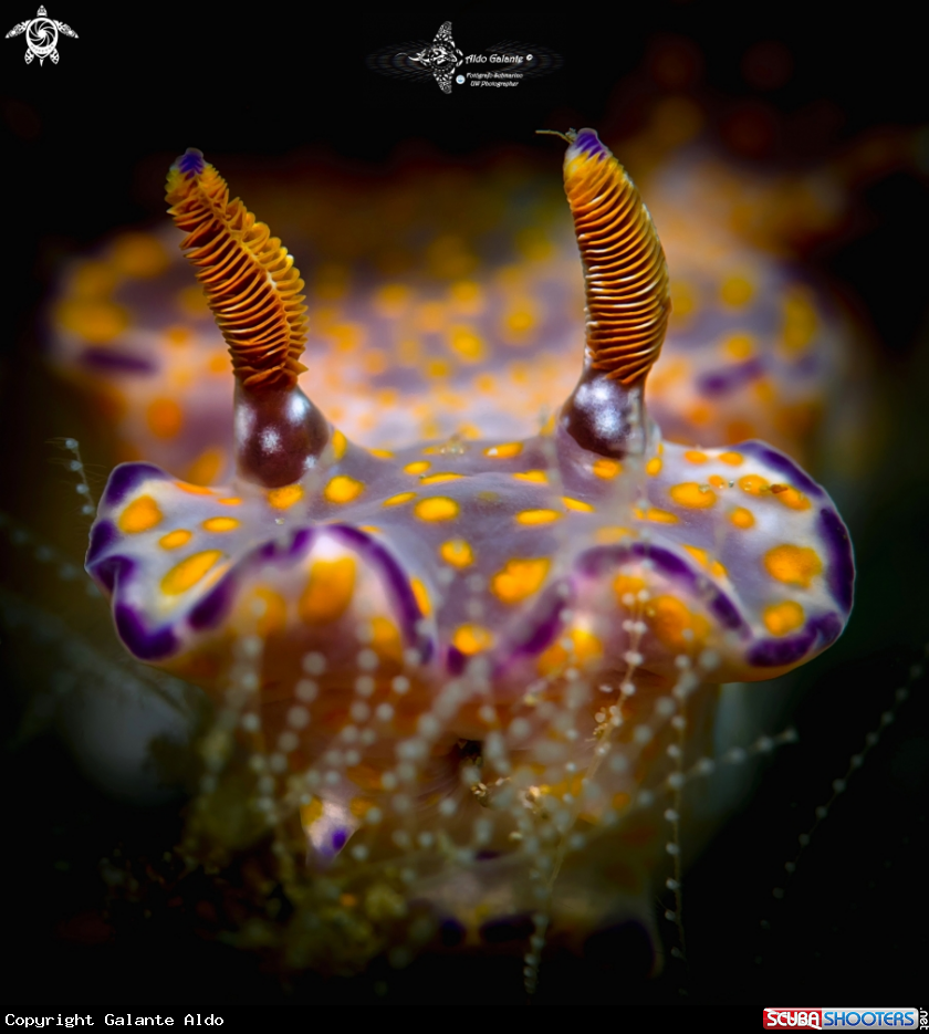 A Nudibranch