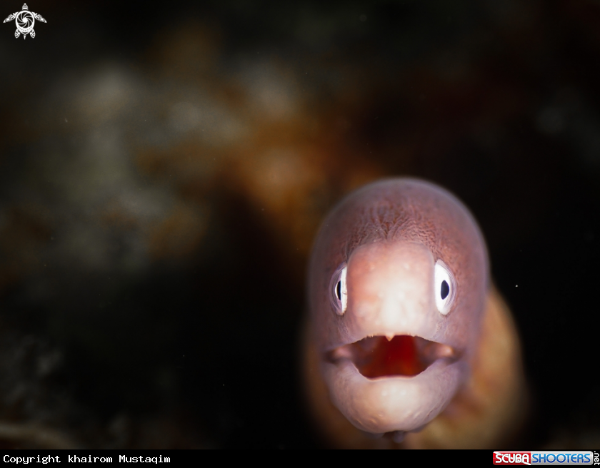 A White Eyed Moray Eel