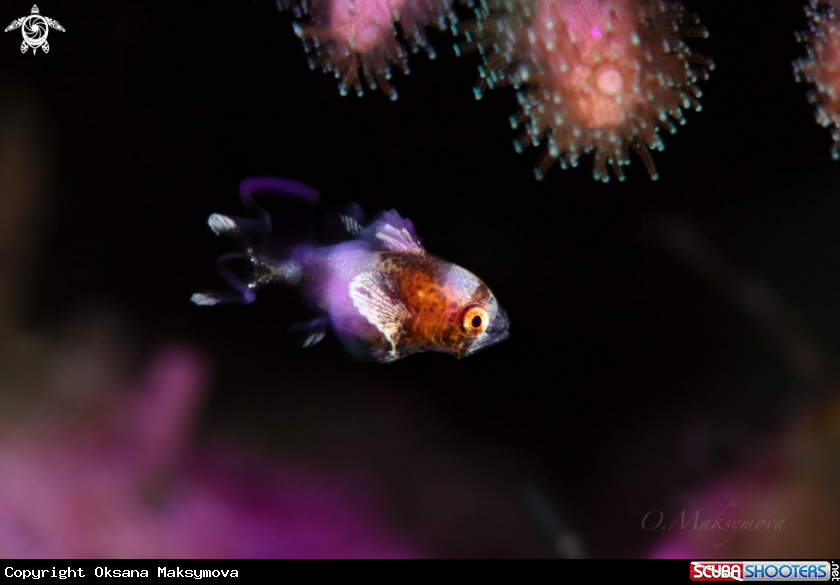 A Juvenile Harlequin Sweet Lips (Plectorhinchus chaetodonoides