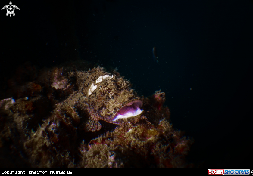 A Stonefish