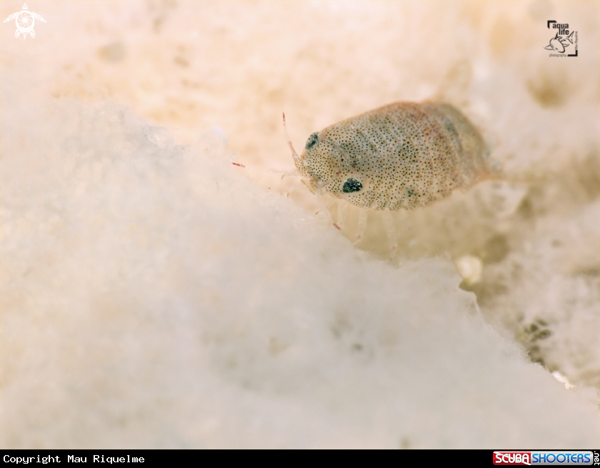 A Isopod