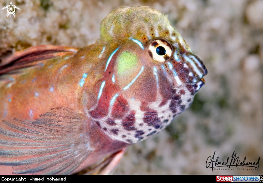 A Arab Blenny 