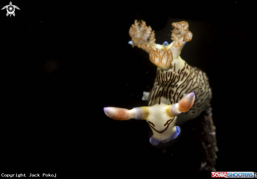 A Nembrotha lineolata