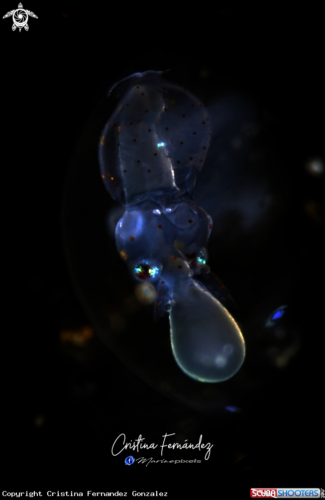 A Squid