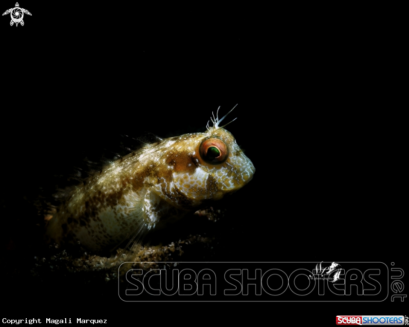 A Seaweed blenny