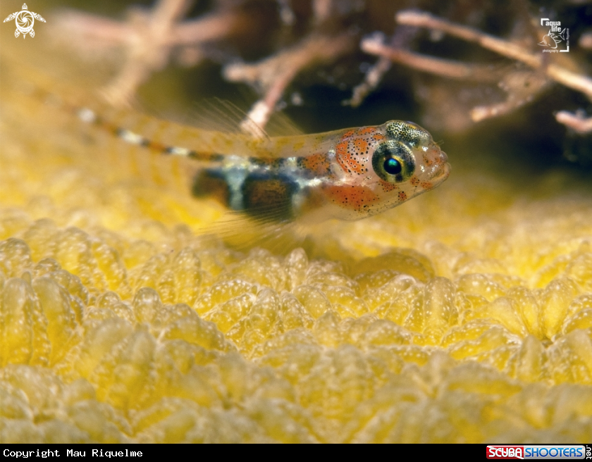 A Orangeside Goby