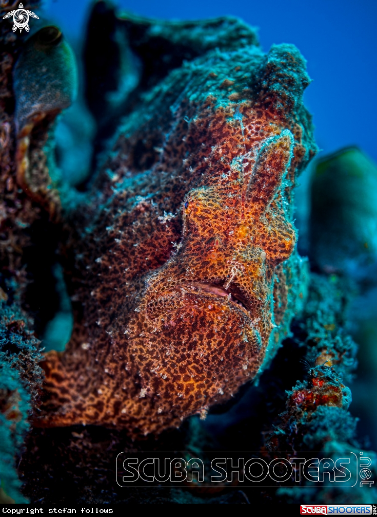A Giant Frogfish