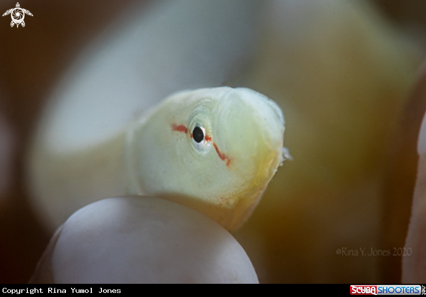A Mushroom Coral Pipefish