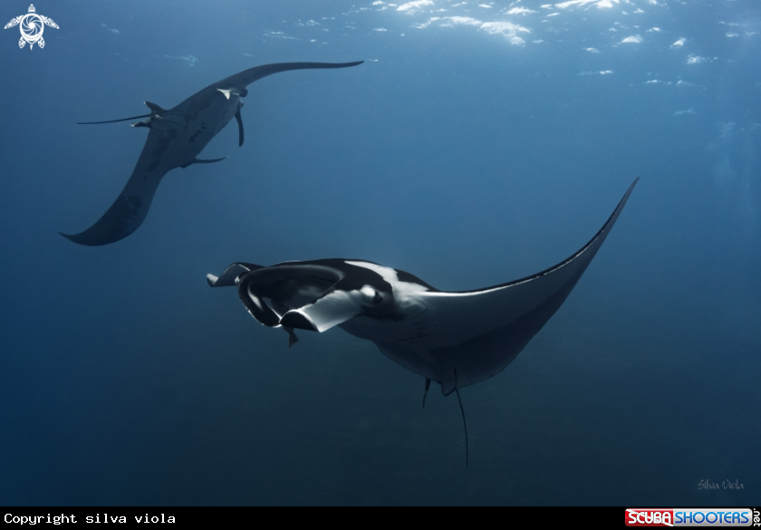 A Giant Oceanic Manta