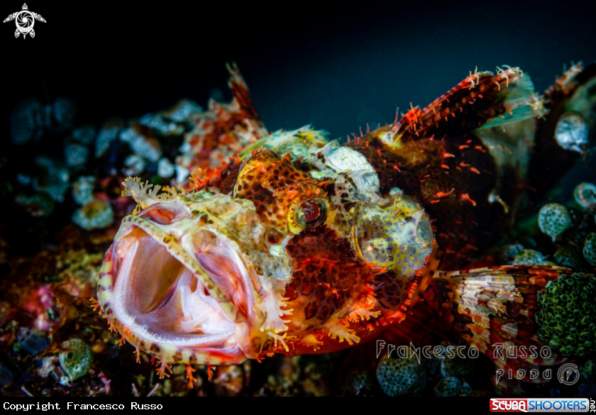 A Tasseled scorpionfish