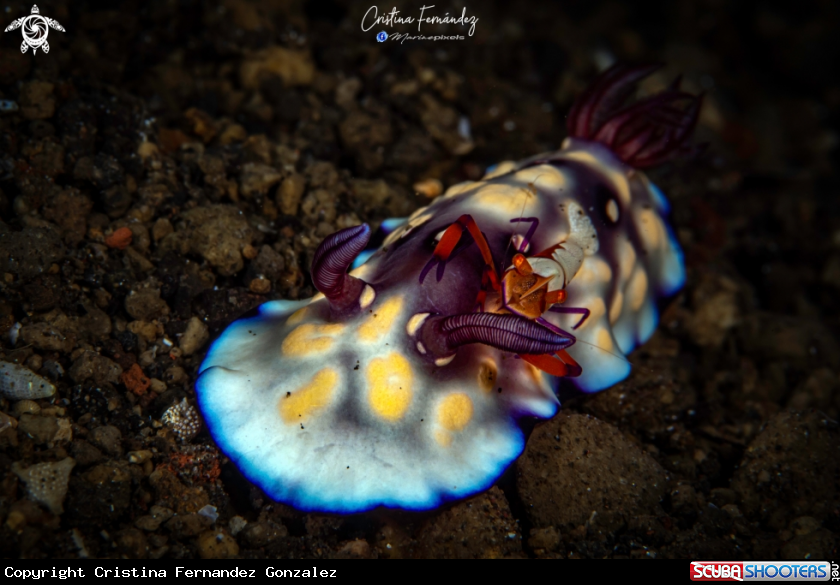 A Nudibranch