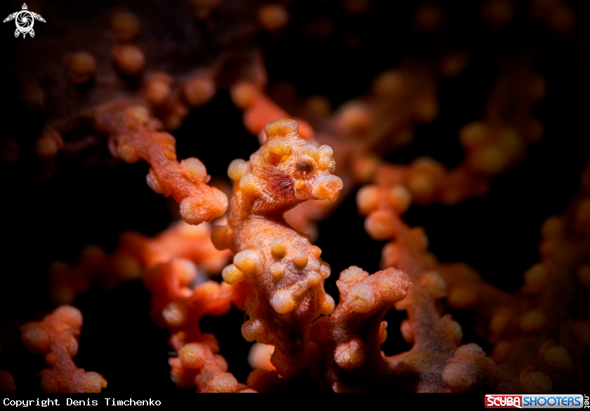 A SEAHORSE