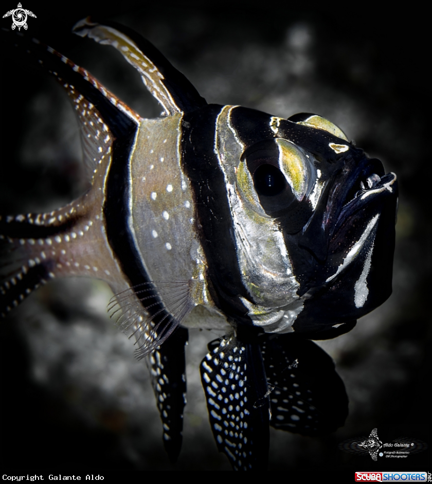 A Banggai Cardinalfish and Baby in the Mouth