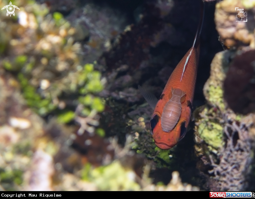 A Blackbar Soldierfish and Cymothoid Isopod