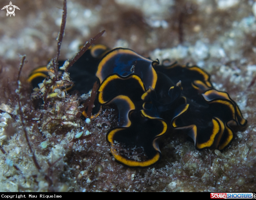A Splendid Flatworm