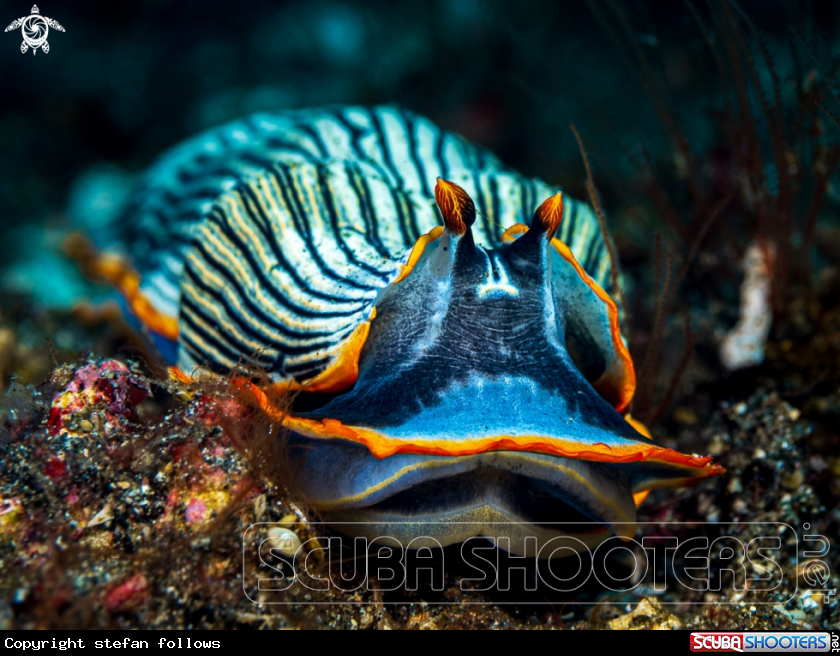 A Nudibranch