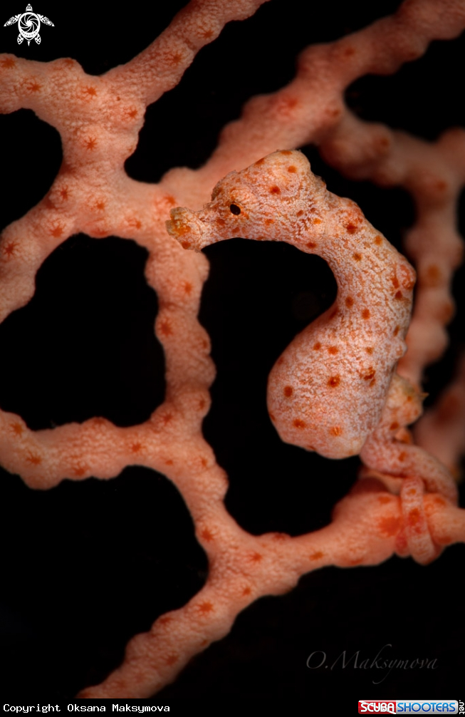 A Denise's pygmy seahorse (Hippocampus denise) 