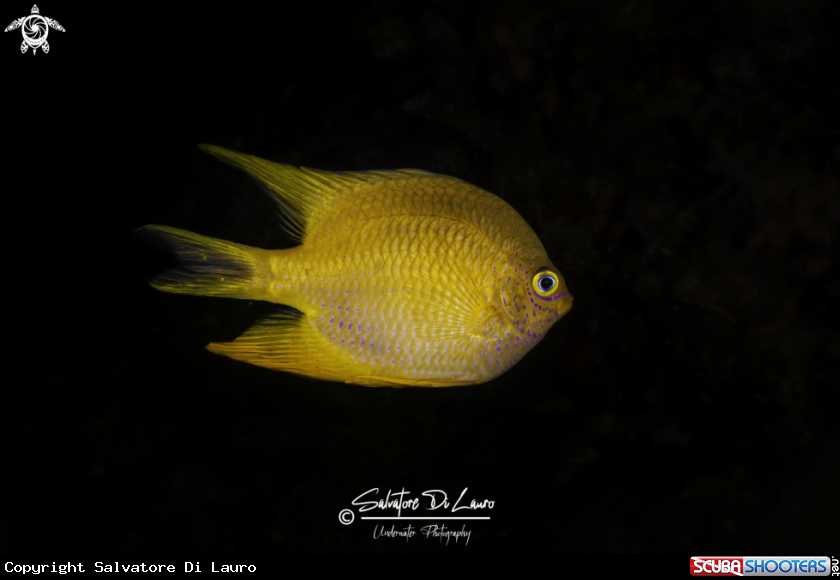 A Yellow damselfish