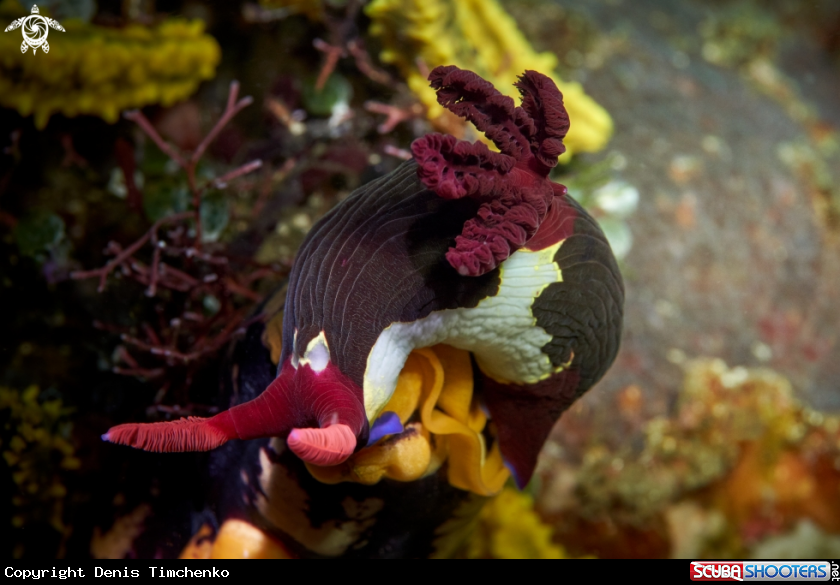 A NUDIBRANCH