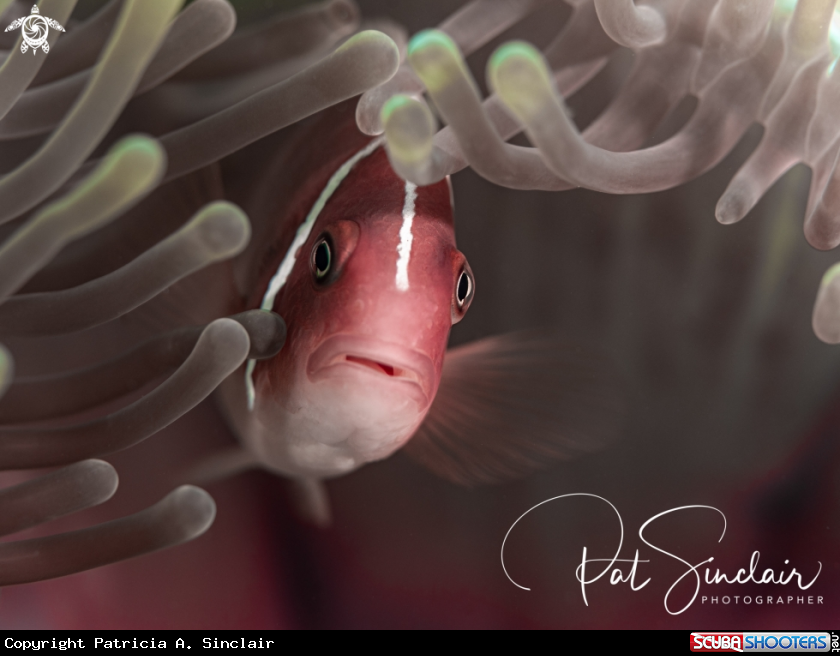 A Anemone fish