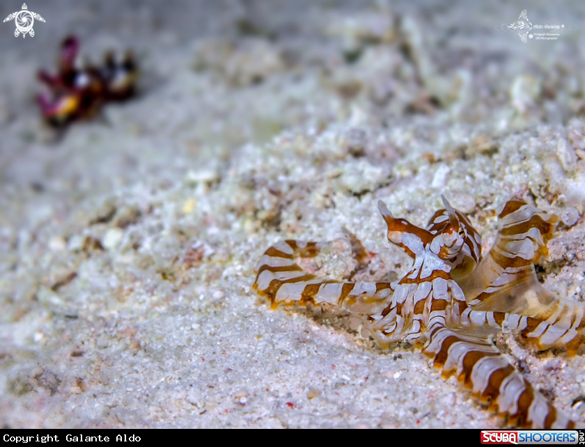 A Wonderpus Octopus + Flamboyant Cuttlefish