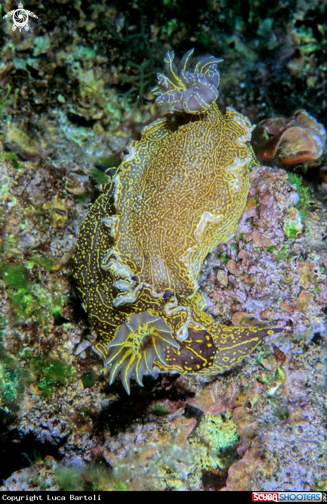 A nudibranch