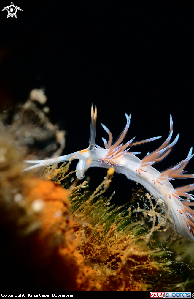 A Cratena peregrina nudibranch