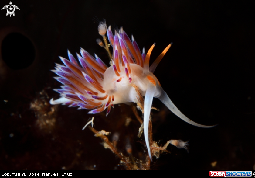 A Nudibranch