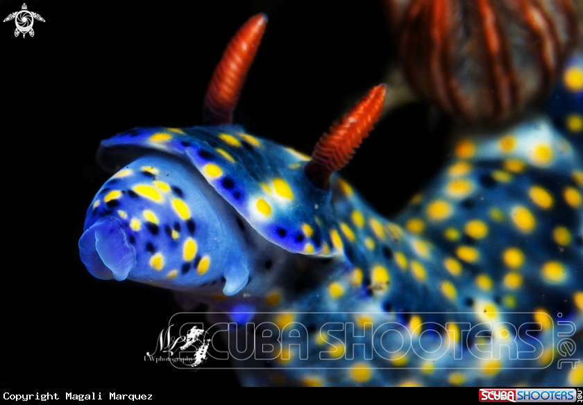 A Hypselodoris 