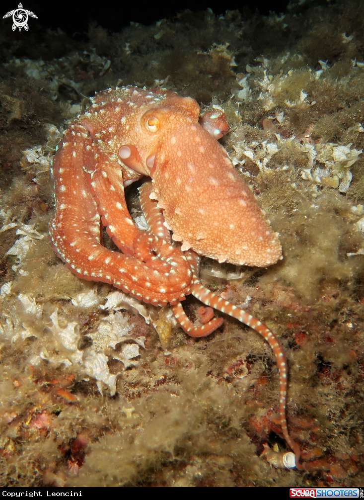 A Polpessa