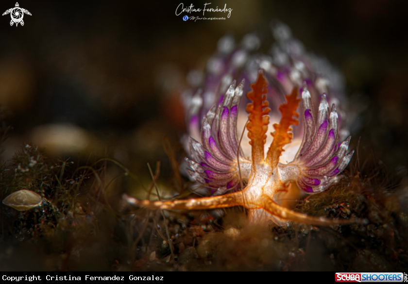 A Nudibranch