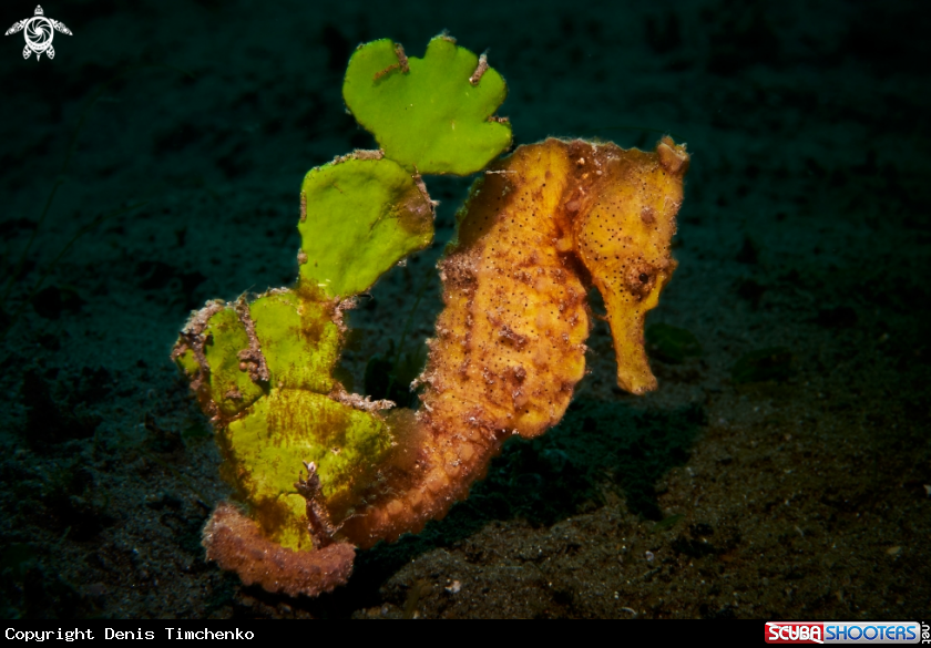 A SEAHORSE