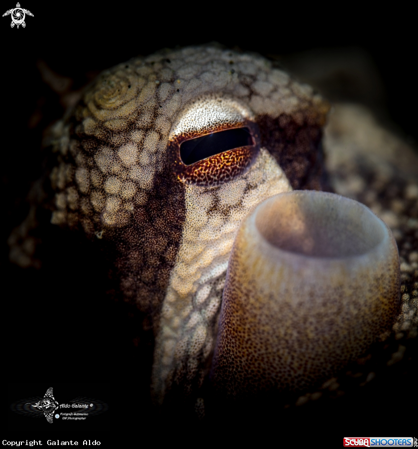A Octopus