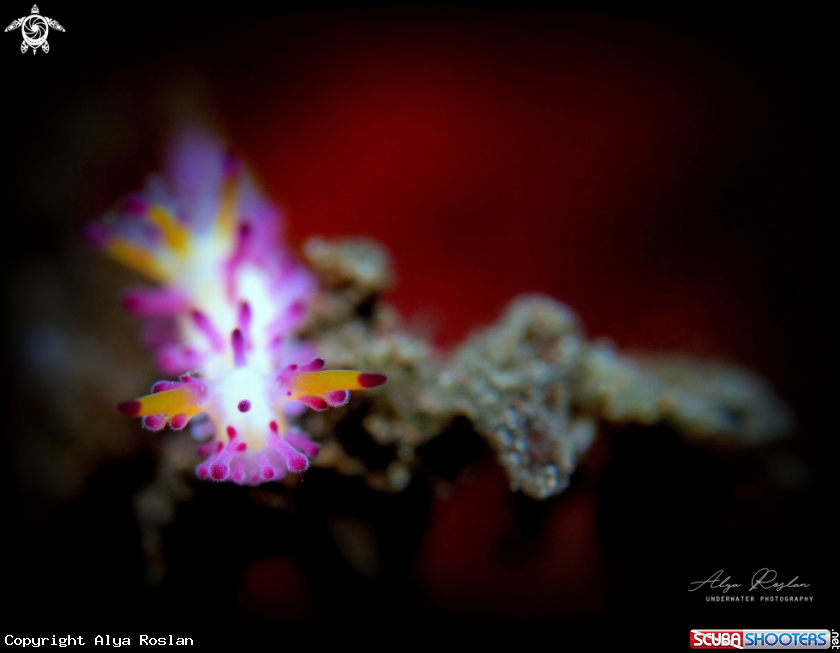 A Nudibranch