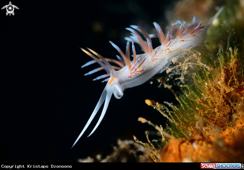 A Cratena peregrina nudibranch