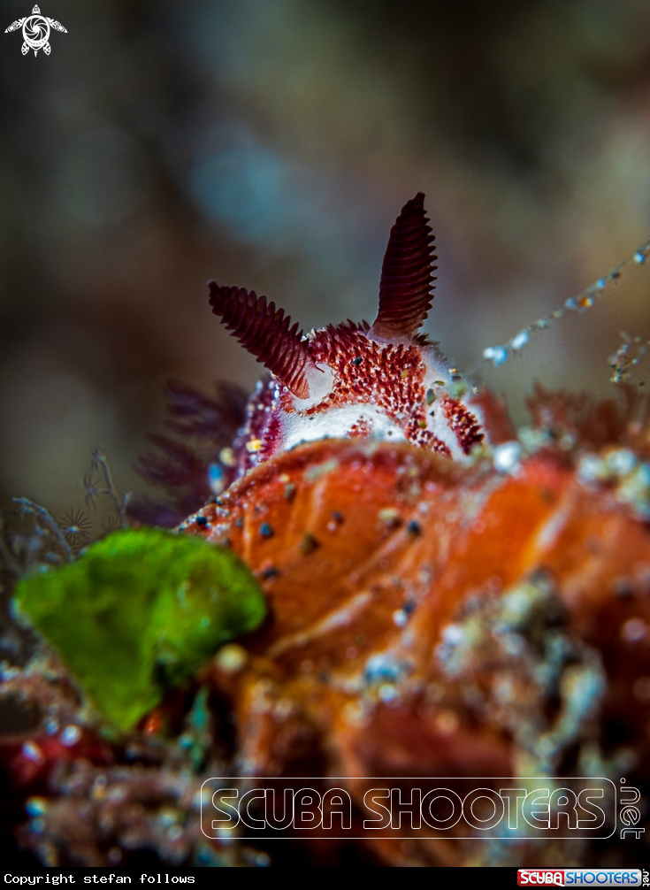 A Nudibranch