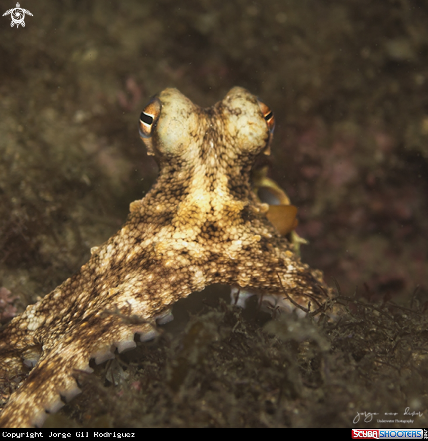 A Common octopus