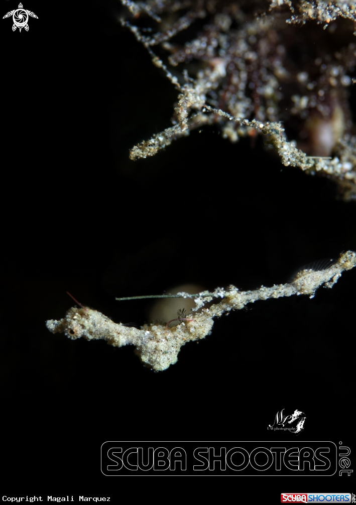 A Lembeh Pygmy Pipedragon