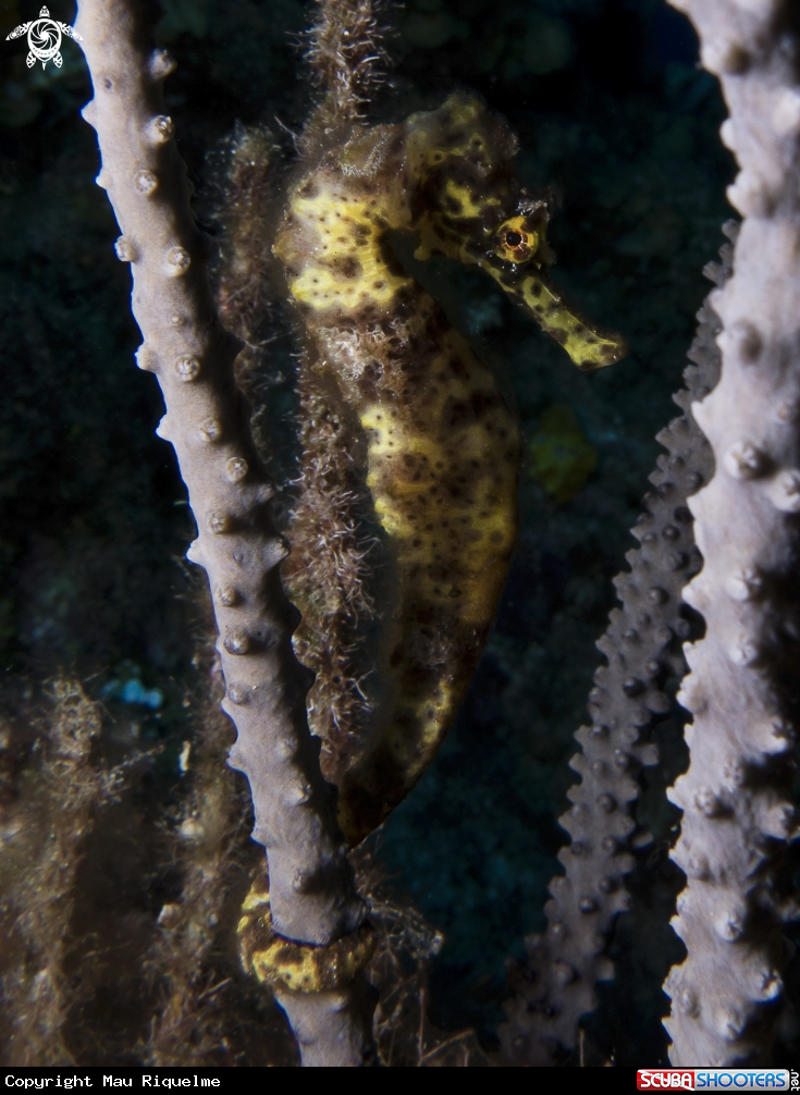 A Longsnout Seahorse