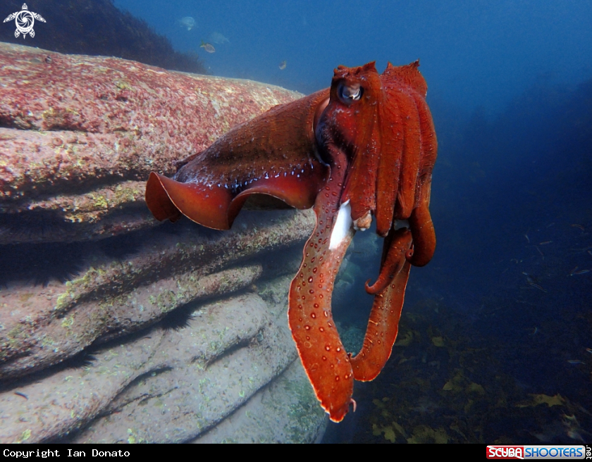 A Australian giant cuttlefish