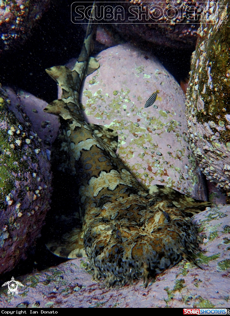 A Banded wobbegong